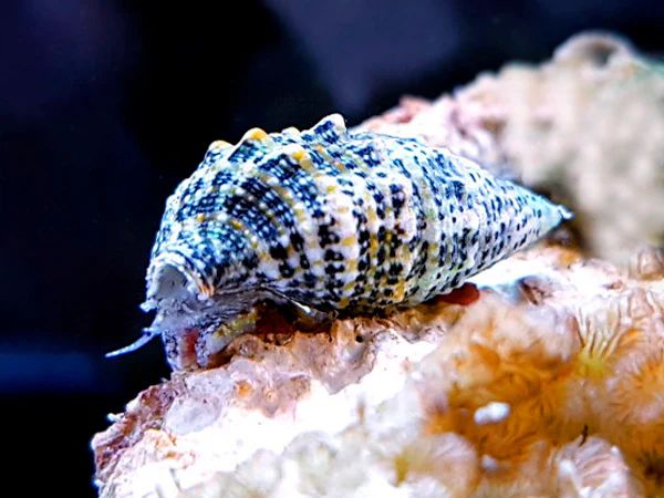 Cerith snail (algae eaters)