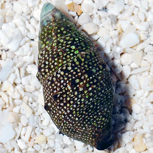 Cerith snail (algae eaters)