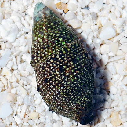 Cerith snail (algae eaters)