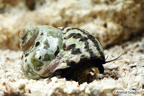 Zebra striped Snails (algae eaters)