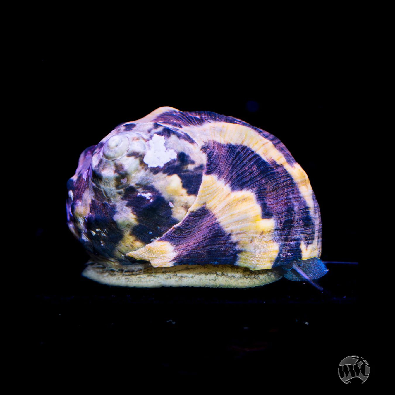 Zebra striped Snails (algae eaters)