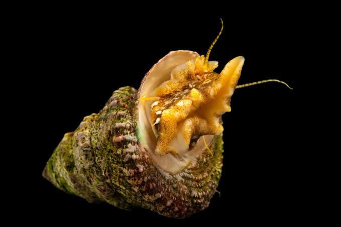Mexican Turbo Snails (algae eaters)