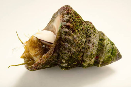 Mexican Turbo Snails (algae eaters)