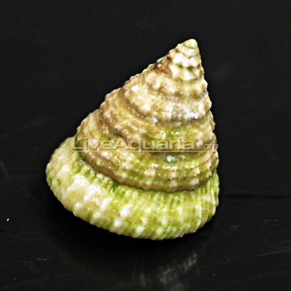 Mexican Turbo Snails (algae eaters)