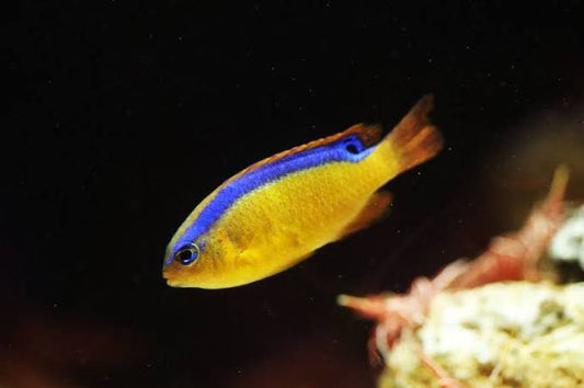Pacific Surge Damselfish