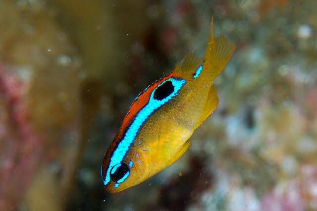 Pacific Surge Damselfish
