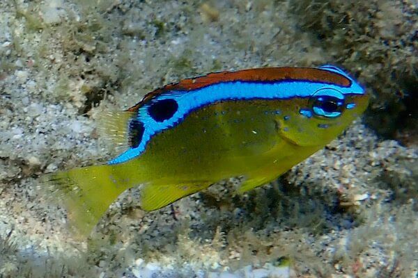 Pacific Surge Damselfish
