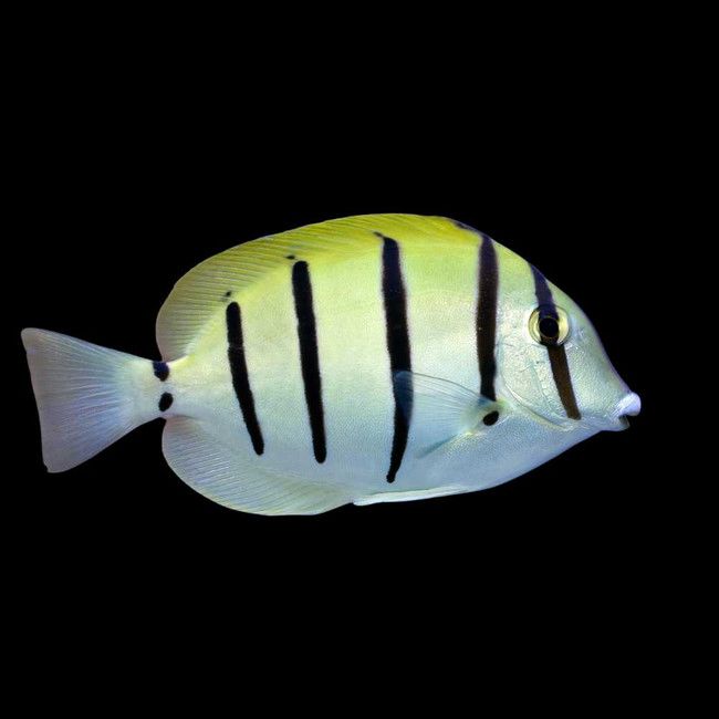 Indonesian Convict Surgeonfish
