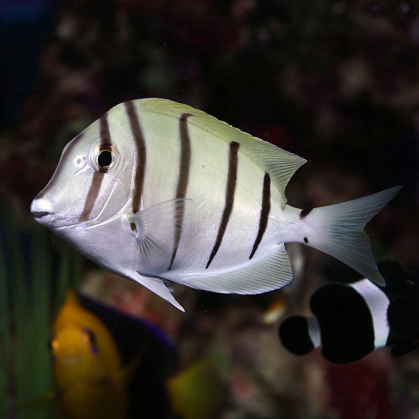 Indonesian Convict Surgeonfish