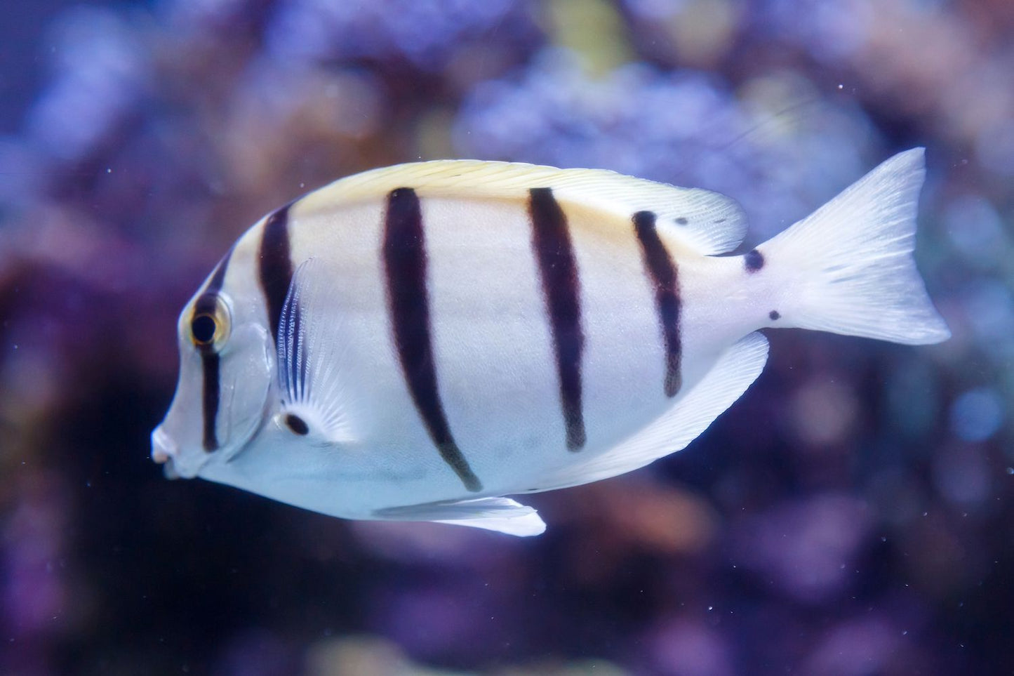 Indonesian Convict Surgeonfish
