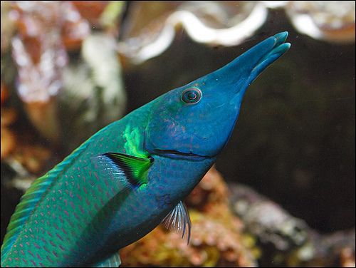 Blue green bird wrasse