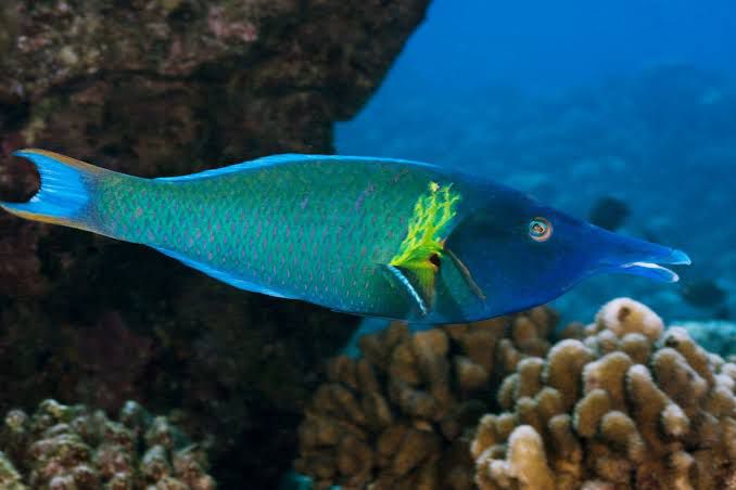Blue green bird wrasse