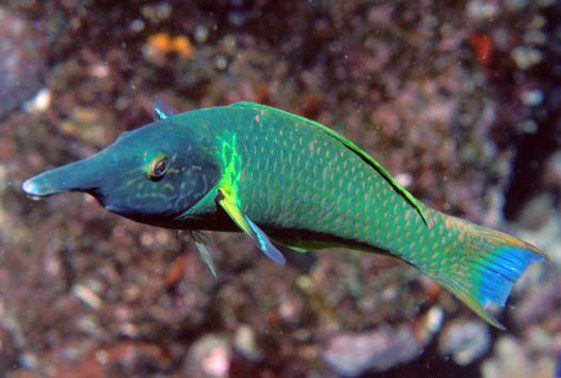 Blue green bird wrasse