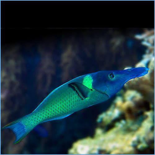 Blue green bird wrasse