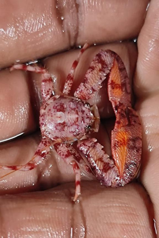 Red anemone crab