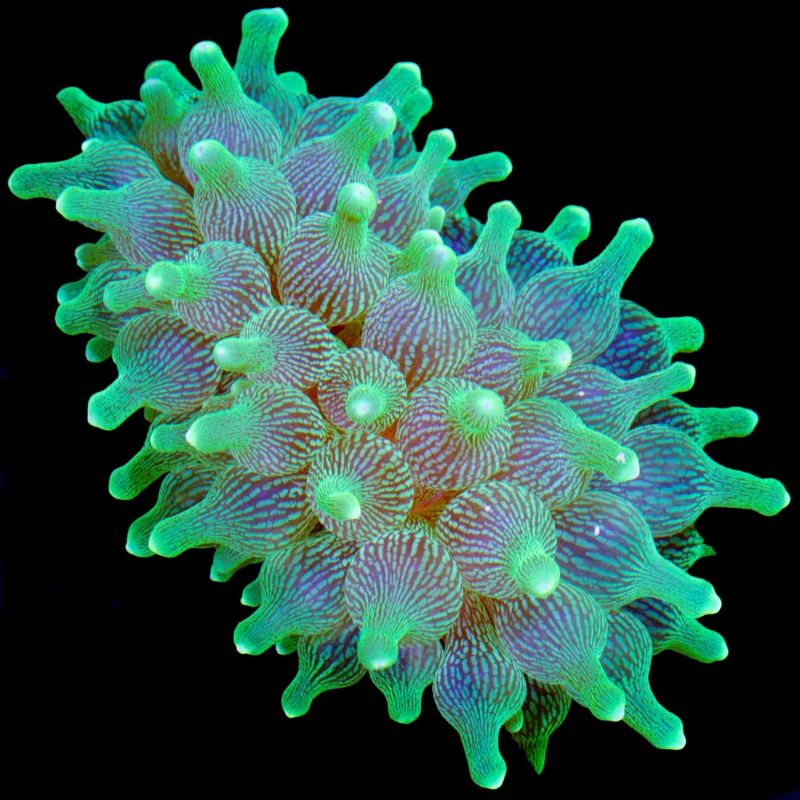 Imported Blue Green Bubble tip Anemone