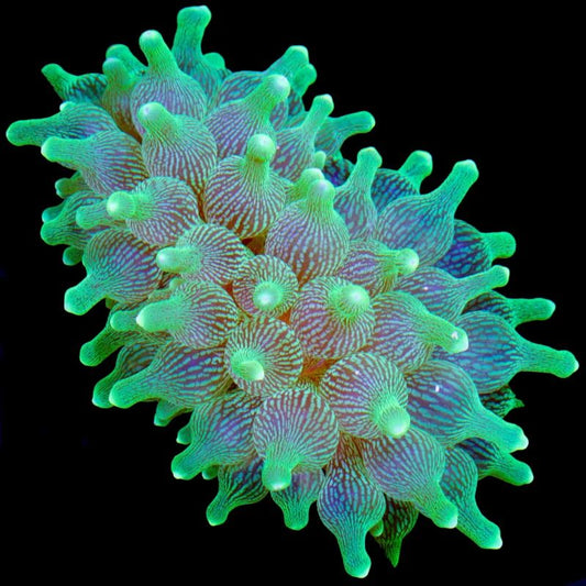 Imported Blue Green Bubble tip Anemone