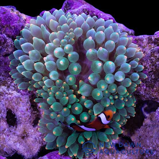 Imported Blue Green Bubble tip Anemone