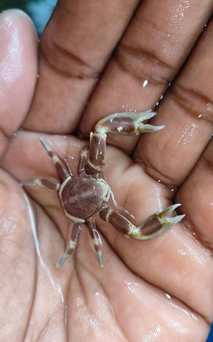 Porcelain anemone crab