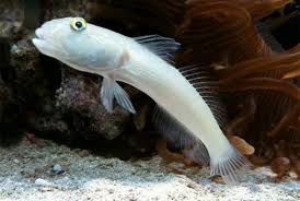 White Glider Goby