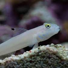 White Glider Goby