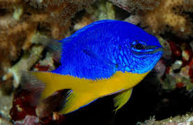 Yellow Belly Blue Damsel