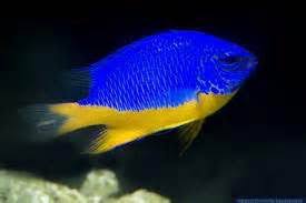 Yellow Belly Blue Damsel
