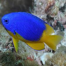 Yellow Belly Blue Damsel