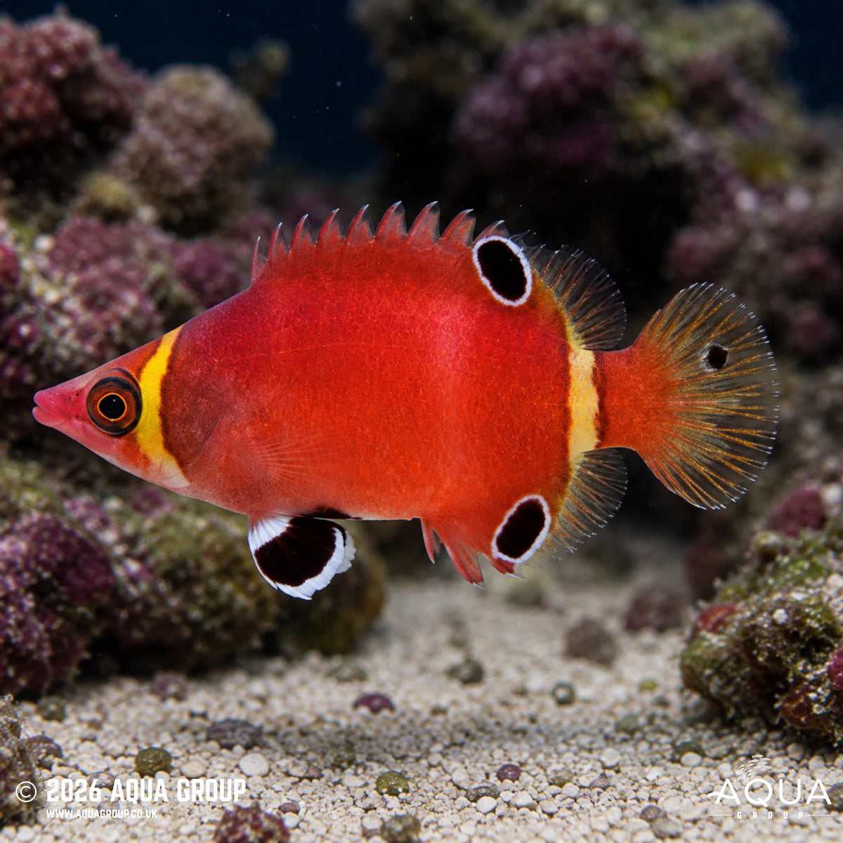 Red Arrowhead Wrasse (Rare)