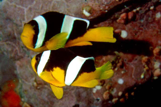 Yellow Belly Clown Fish