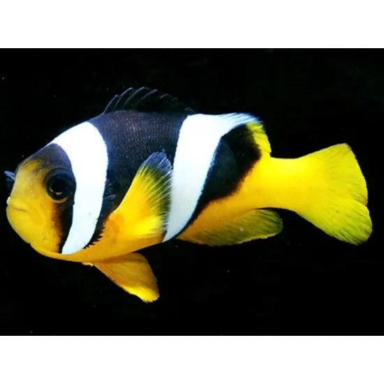 Yellow Belly Clown Fish