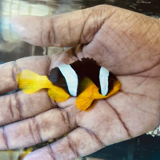 Yellow Belly Clown Fish