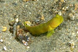 Yellow Prawn Goby
