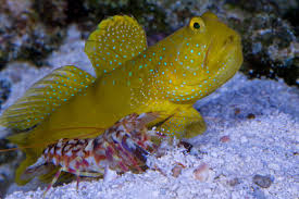 Yellow Prawn Goby / Yellow Watchman Goby