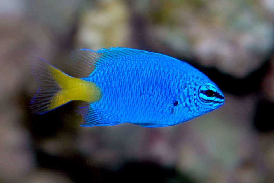 Yellow Tail Damselfish