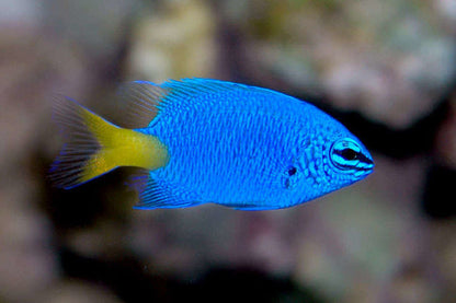Phillipines - Yellow Tail Damselfish