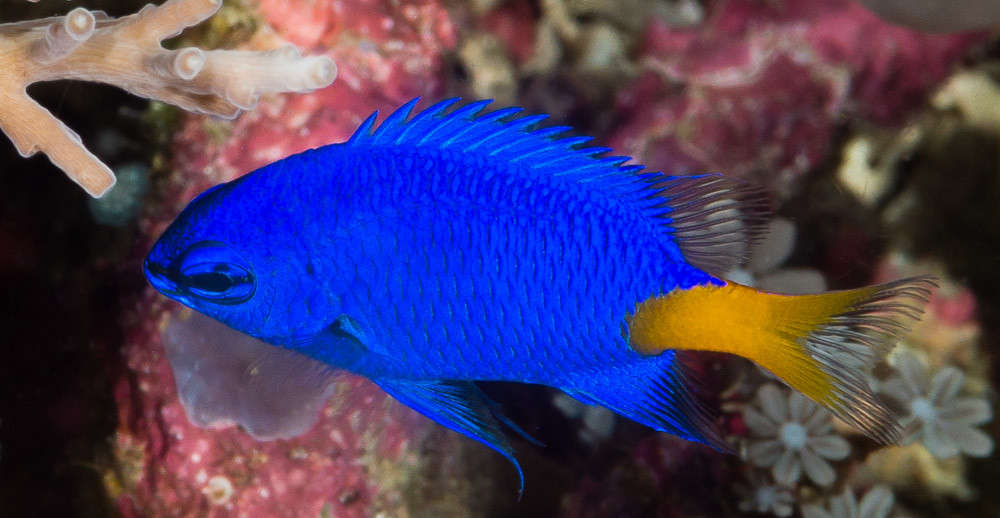 Yellow Tail Damselfish