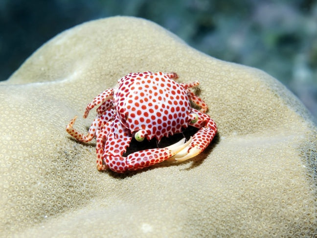 Red coral crab