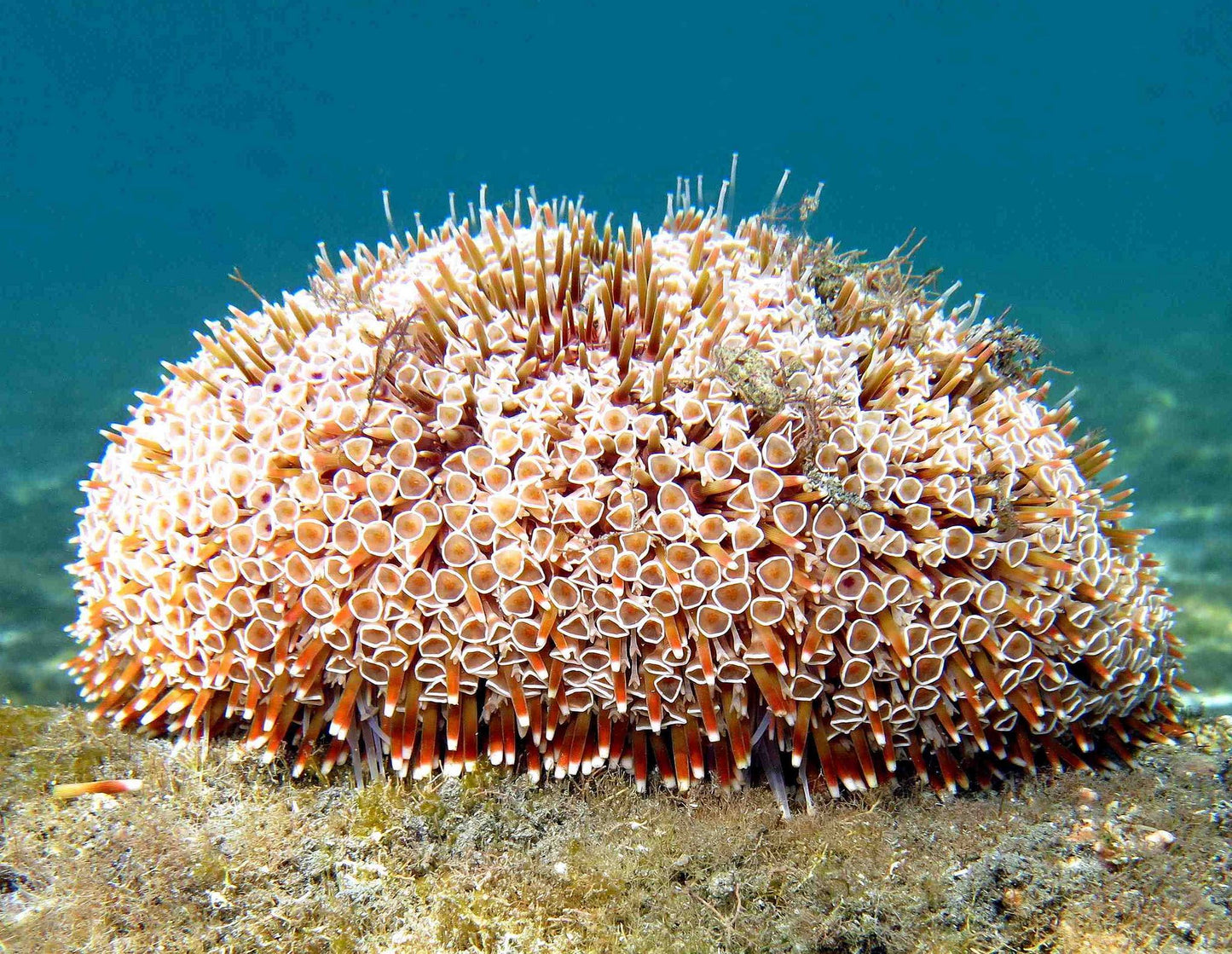 Flower urchin (Okinawa, Japan)