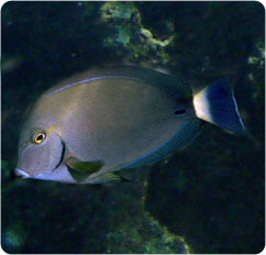 Ring Tail Tang