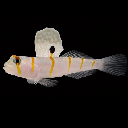Randall's prawn goby (Very Rare)