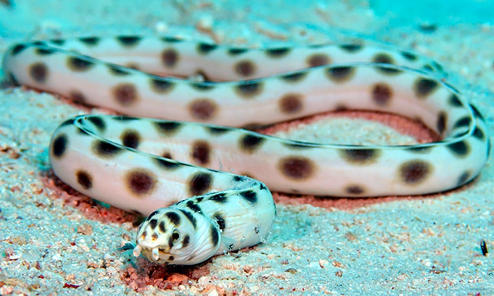 Spotted Snake Eel