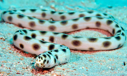 Spotted Snake Eel