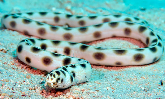 Spotted Snake Eel