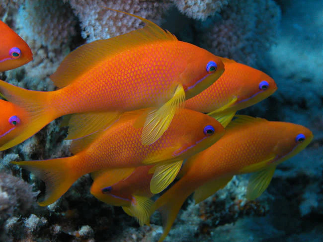 Blue Eyed Anthias Male