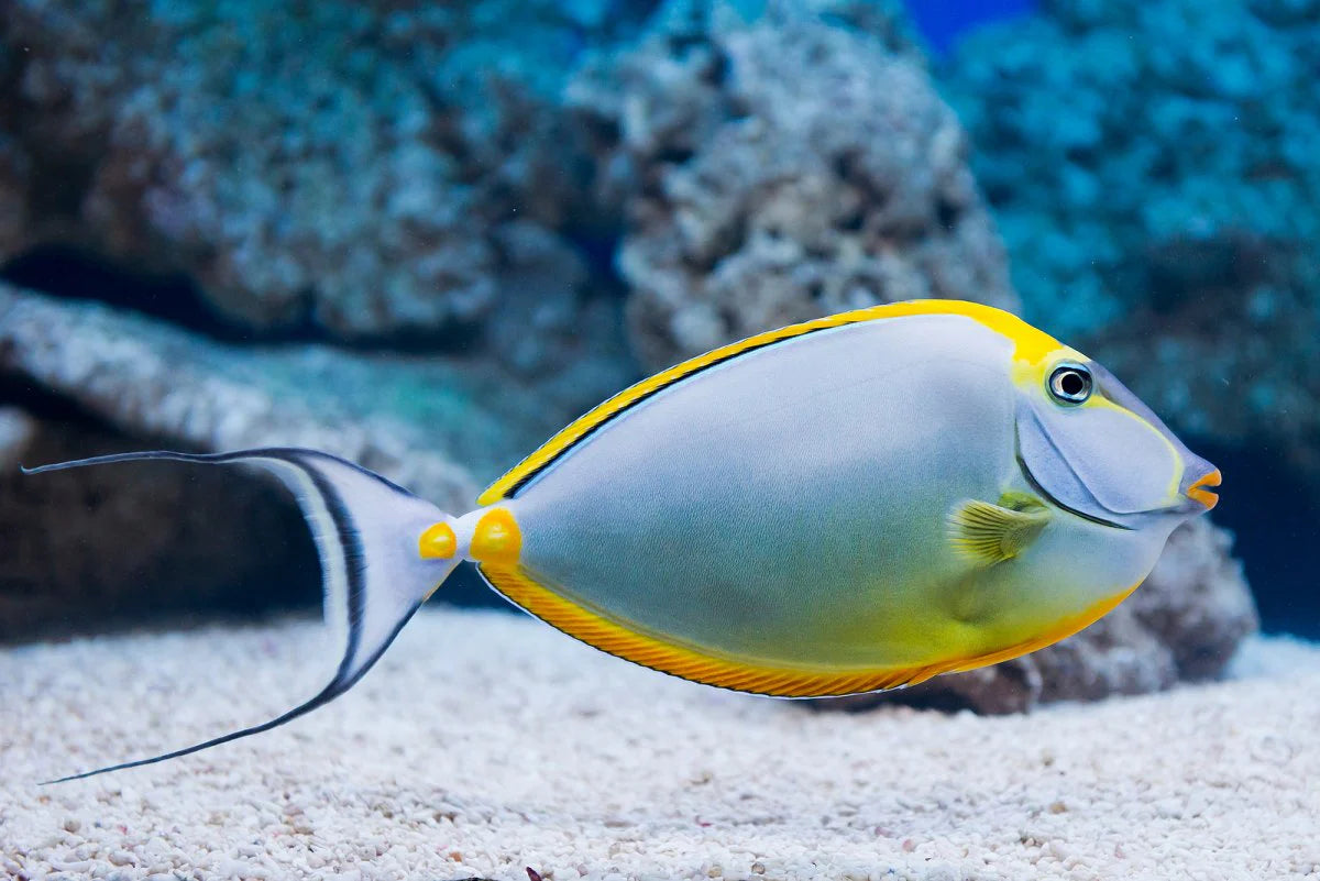 Yellow Lipstick Naso Tang