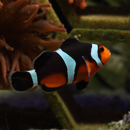 Black Photon Hybrid Clownfish - (IMPORTED DESIGNER CLOWN)