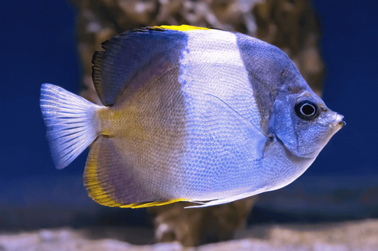 Black Pyramid Butterflyfish
