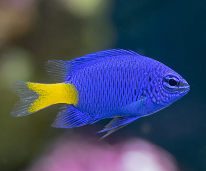 Phillipines - Yellow Tail Damselfish
