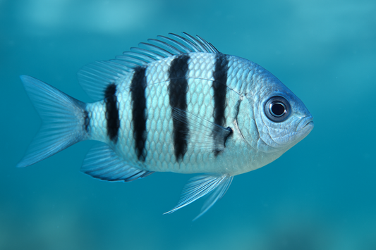 close up shot of Black-bar Chromis